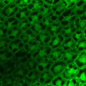 写真４．シロイヌナズナの胚軸にて撮影した蛍光画像（活性酸素が発光）